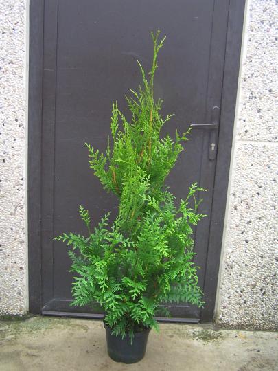Thuja plicata 'Atrovirens'
