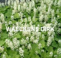 Tiarella cordifolia