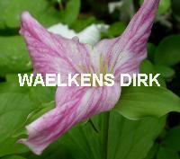 Trillium grandiflorum