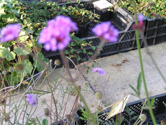 Verbena bonariensis (PATAGONICA)