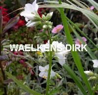 Veronica virginica 'Fascination'