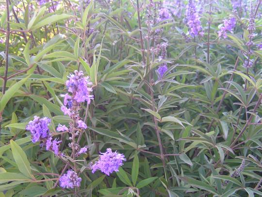 Vitex agnus-castus latifolia