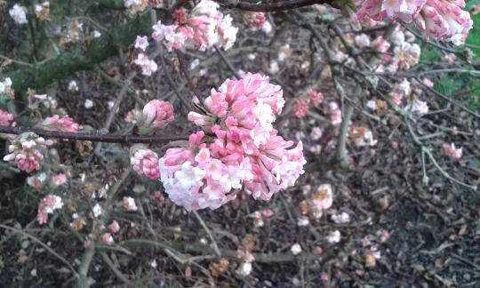 Viburnum bodn. 'Dawn'