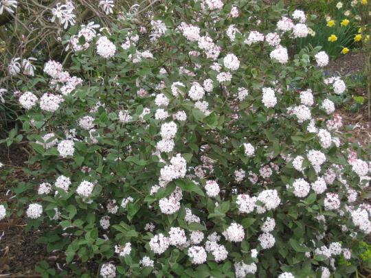 Viburnum carlcephalum