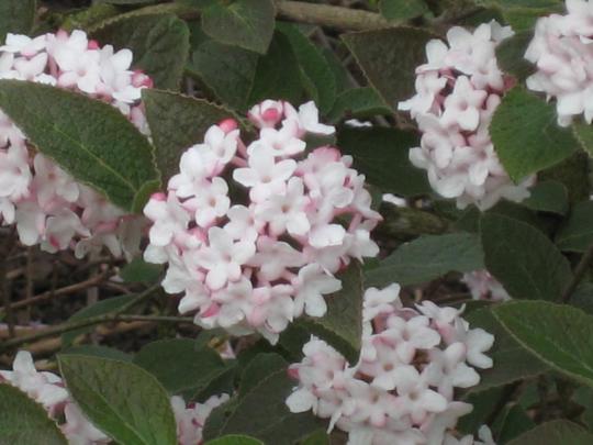 Viburnum carlcephalum