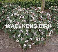 Viburnum davidii