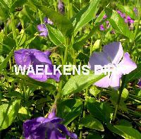 Vinca major