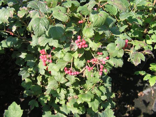 Viburnum opulus 'Compactum'