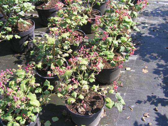 Viburnum opulus 'Compactum'