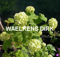 Viburnum opulus 'Roseum'