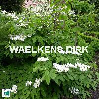 Viburnum plicatum 'Mariesii'