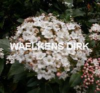 Viburnum tinus