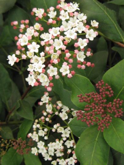 Viburnum tinus 'Eve Price'