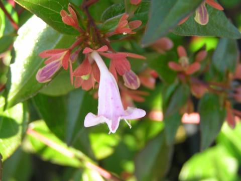 Abelia grandiflora