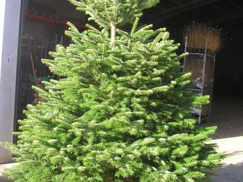 Abies nordmanniana potgekweekt VG