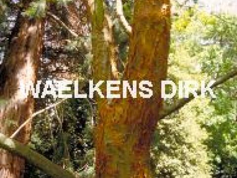 Acer griseum MEERSTAM