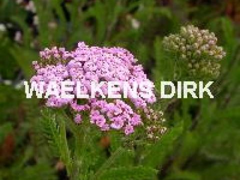 Achillea mill. 'Lilac Beauty'
