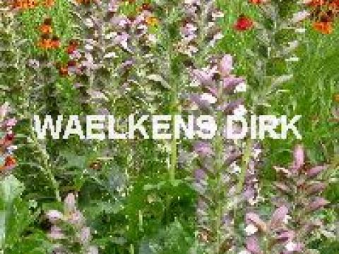 Acanthus mollis