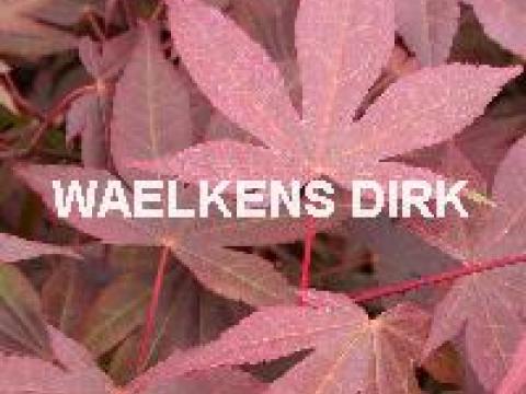 Acer ps. 'Atropurpureum'