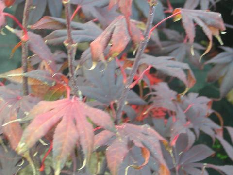 Acer palm. 'Bloodgood'