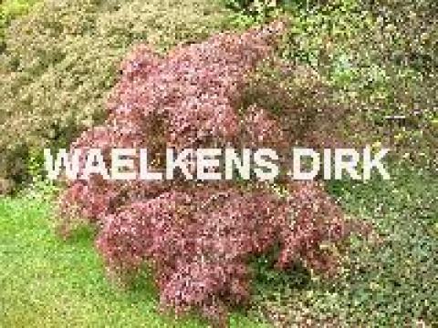 Acer palm. 'Dissectum'