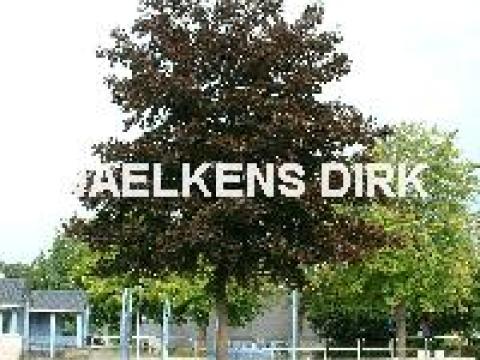 Acer plat. 'Faassen's Black'