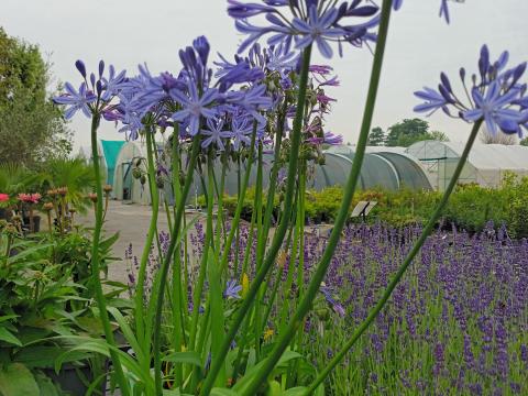 Agapanthus WIT of BLAUW