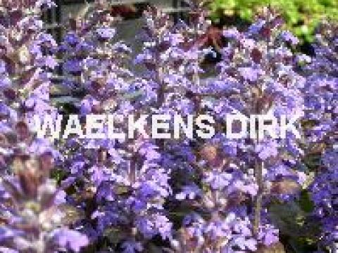 Ajuga reptans 'Atropurpurea'