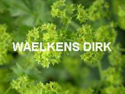 Alchemilla mollis