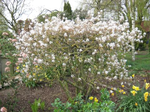 Amelanchier Lamarckii