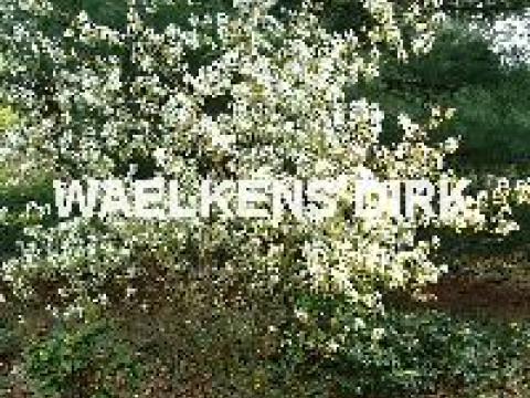 Amelanchier lamarckii