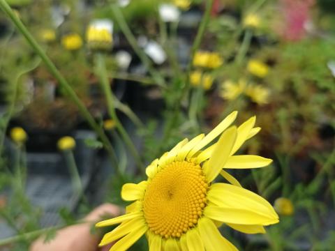 Anthemis 'E.C. Buxton'