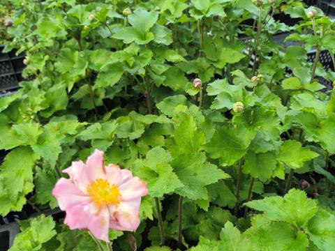 Anemone hybr. 'Koningin Charlotte'