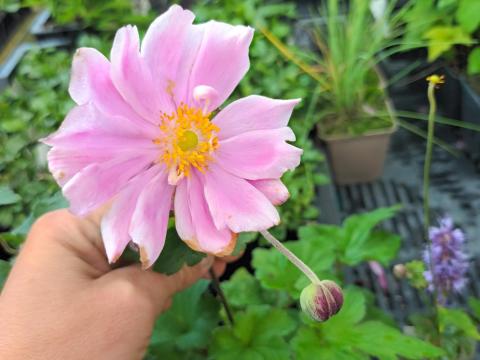 anemone hup september charm