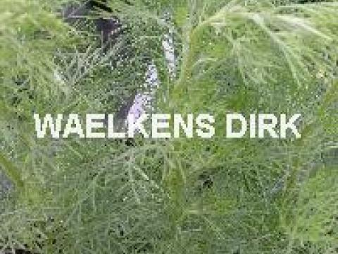 Artemisia abrotanum (citroenkruid)
