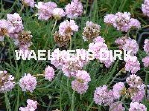 Armeria mar. 'Rosea'