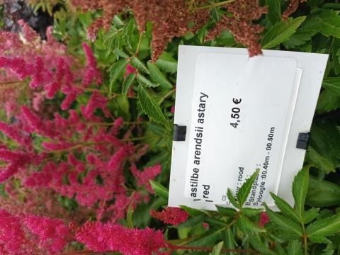 astilbe arendsii astary red