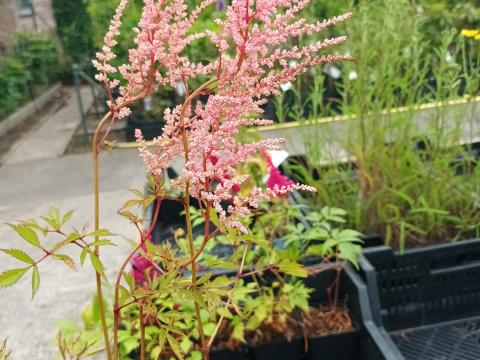 Astilbe arendsii ERIKA     ROZE