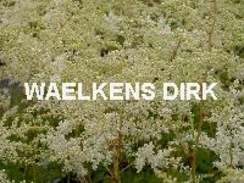 Astilbe (A) 'Brautschleier'