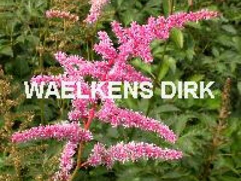 Astilbe (A) 'Cattleya'