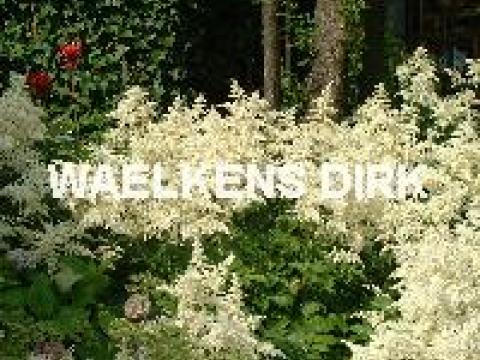 Astilbe (J) 'Deutschland'