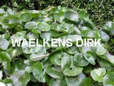 Asarum europaeum