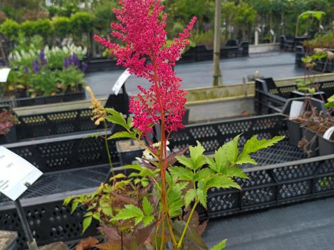 Astilbe (A) 'Fanal'