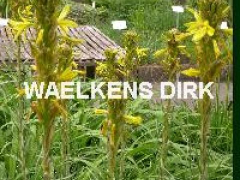 Asphodeline lutea