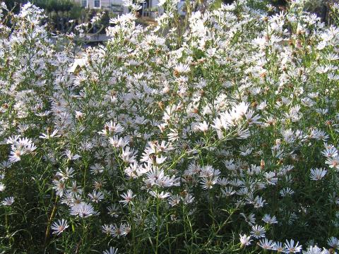 Aster pring. 'Monte Cassino'