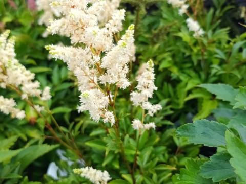 astilbe arendsii astary white