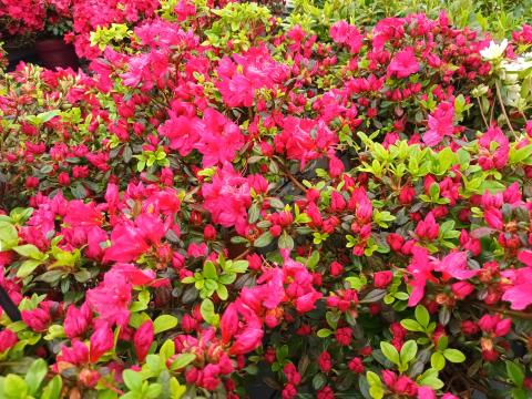 Azalea (J) 'Moederkensdag'