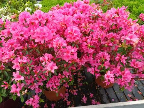 Azalea (J) 'Madame van Hecke'