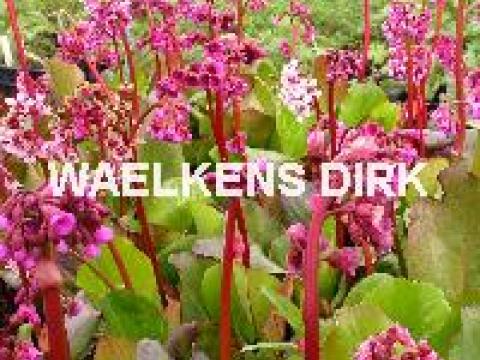 Bergenia cordifolia