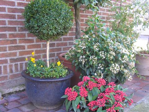 Bloempot winter